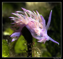 Flabellina! The nudi was laying eggs in the seegrass. by Daniel Strub 